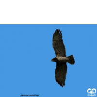 گونه عقاب مارخور Short-toed Eagle